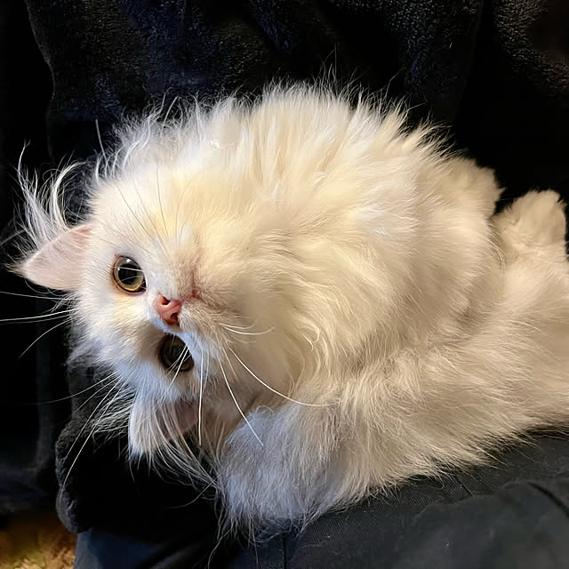 AYUKOさんの実例写真