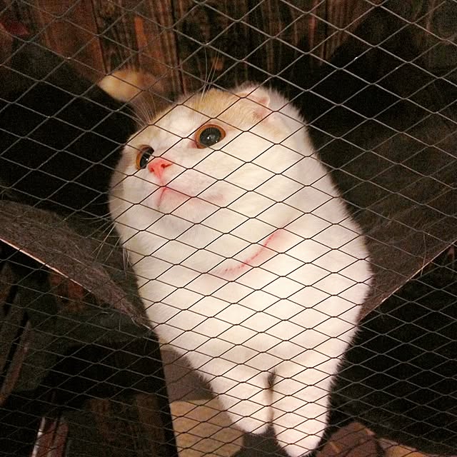onojiijiさんの実例写真