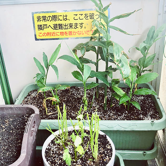 hanachanさんの部屋