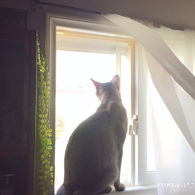 kotoriさんの実例写真