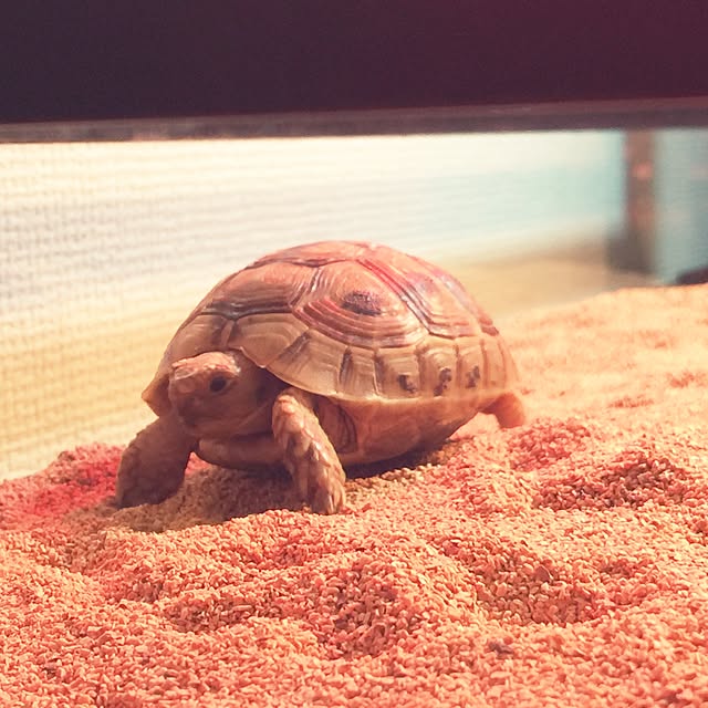 noraraさんの実例写真