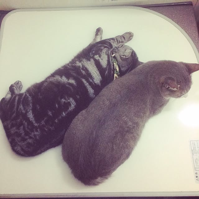 Yokoさんの実例写真