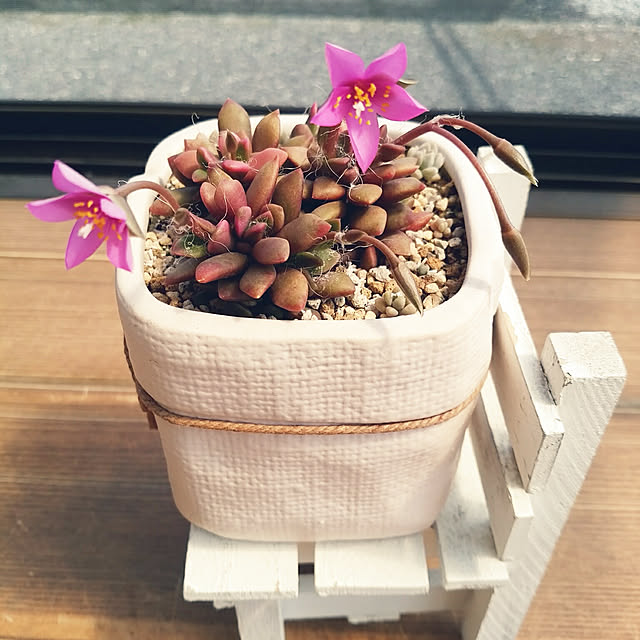 mymさんの実例写真