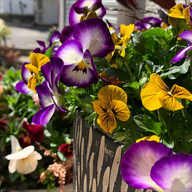 yukarin-gardenさんの実例写真