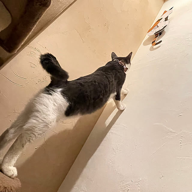 nekosamaさんの部屋