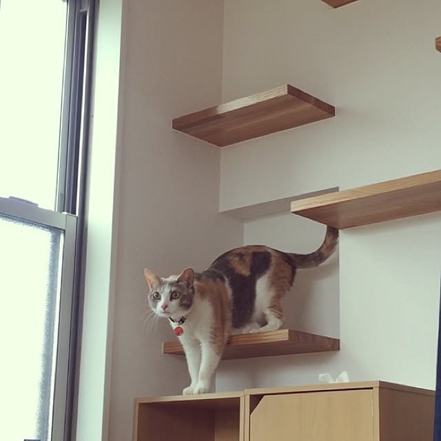 Yoshieさんの実例写真