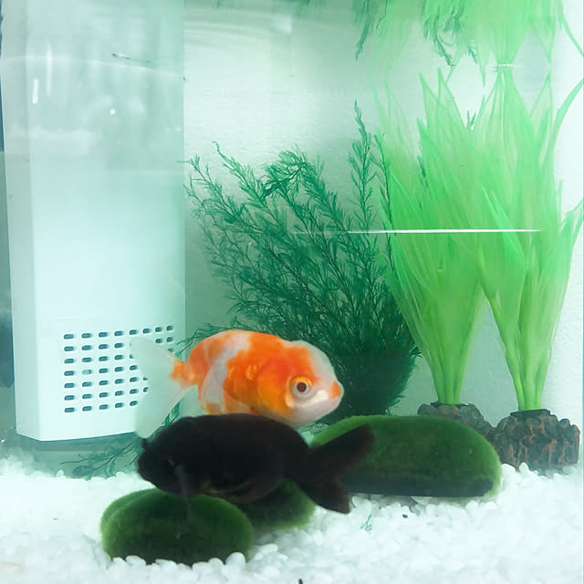 sakuhimeさんの実例写真