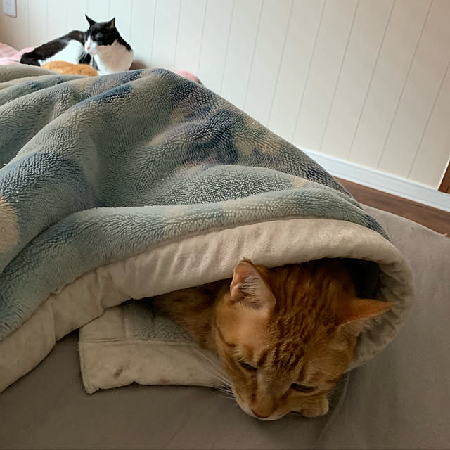 mikeume7さんの実例写真
