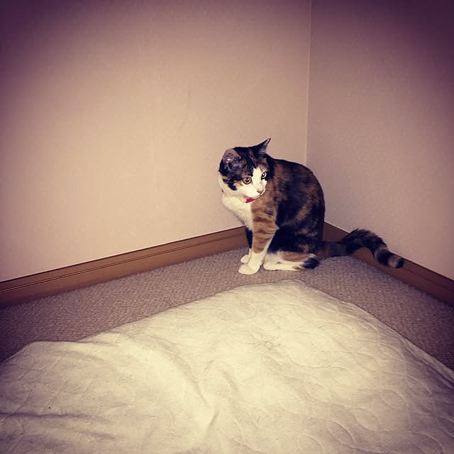mayugonさんの実例写真