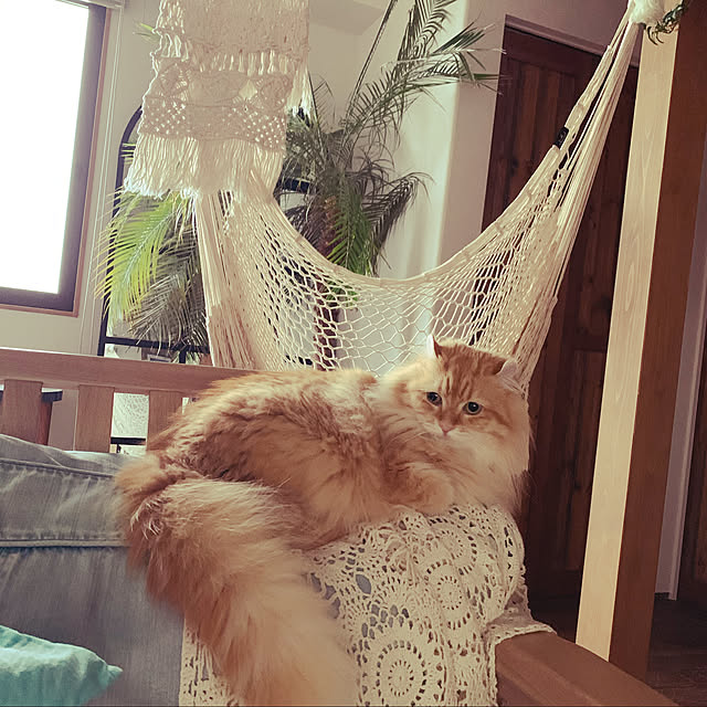 maruさんの実例写真