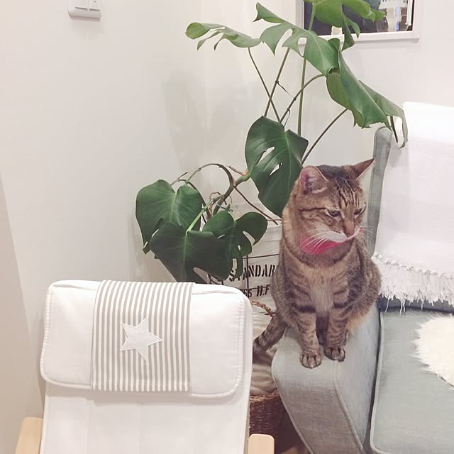 lovecatさんの実例写真