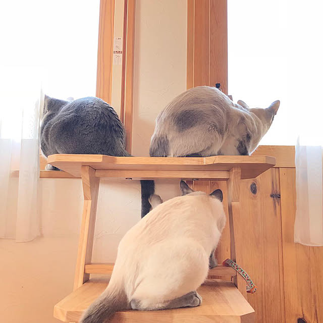 mujinekoさんの実例写真