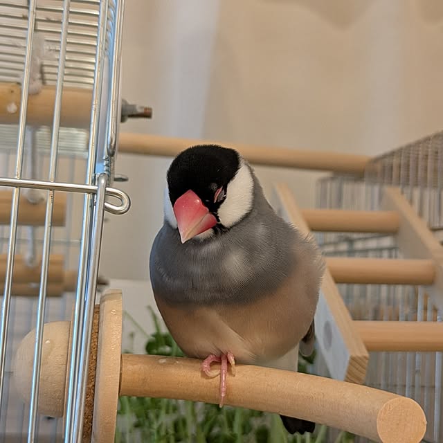 escargotさんの実例写真
