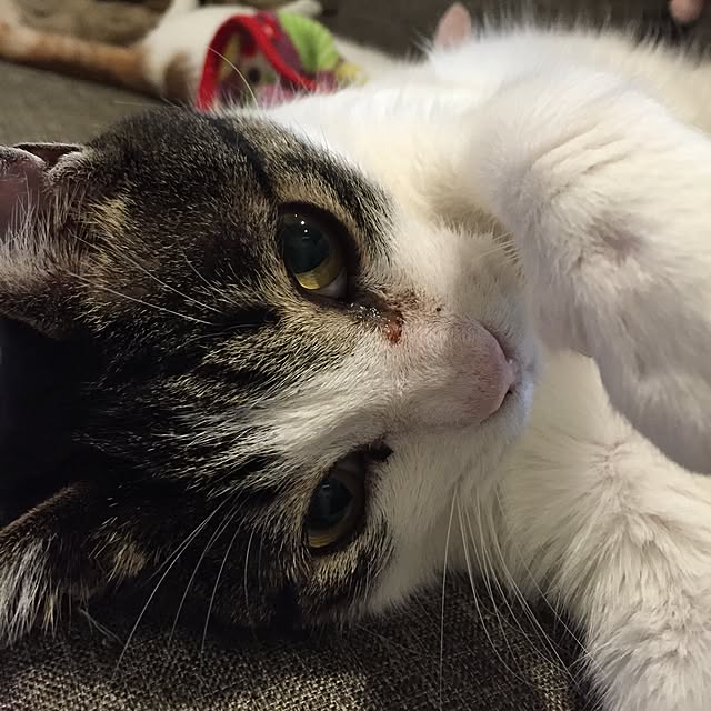 minkokoさんの実例写真