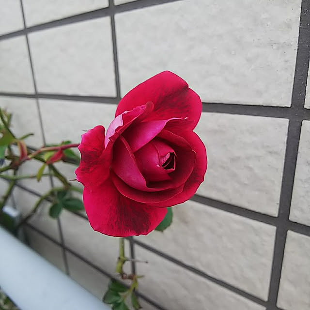 hiromimiさんの実例写真
