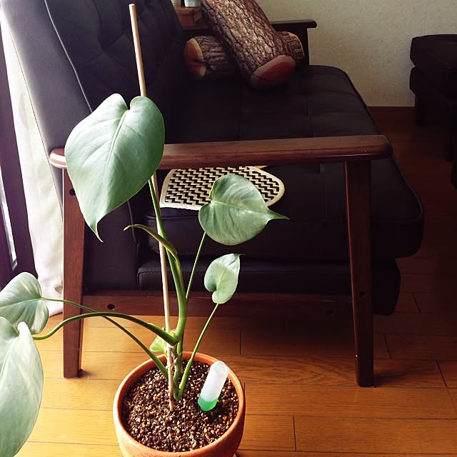 newさんの実例写真