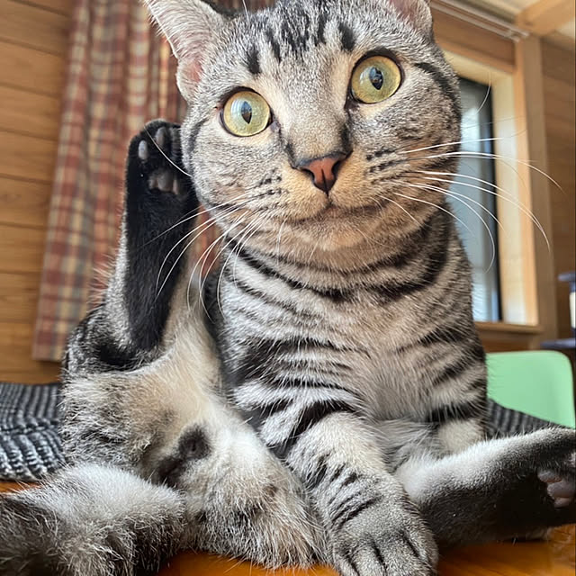 実例写真