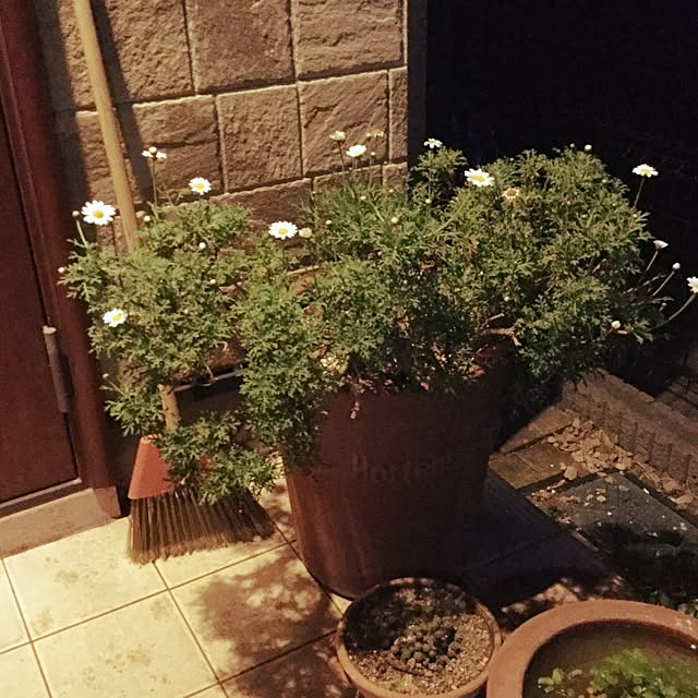kotamaruさんの実例写真