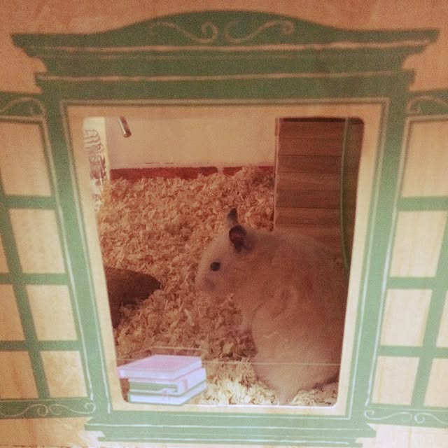Minoriさんの実例写真