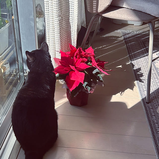 nekomiさんの部屋