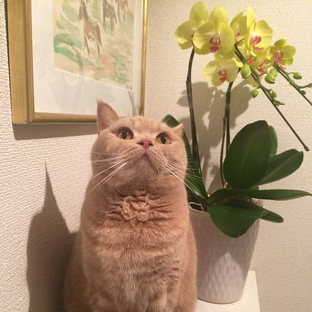 Noelさんの実例写真