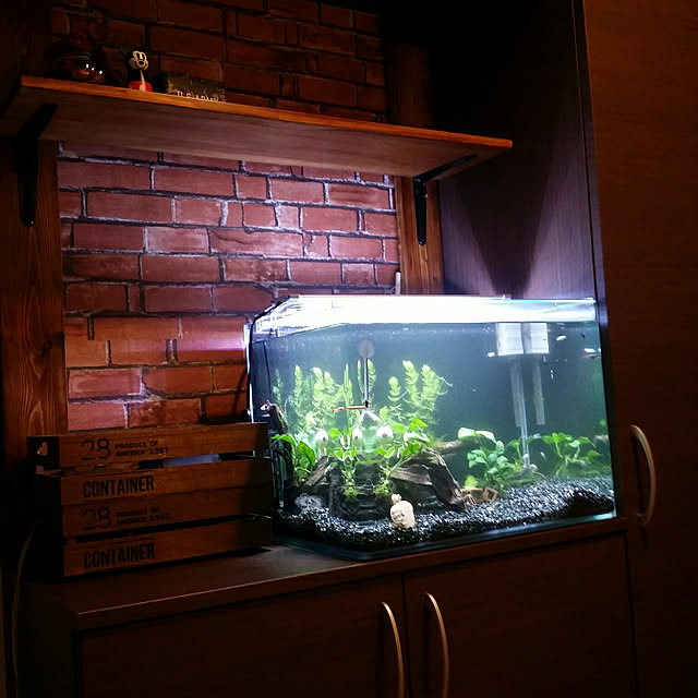 玄関/入り口/DIY/100均/ディアウォール/熱帯魚...などのインテリア実例 - 2018-01-12 22:56:35