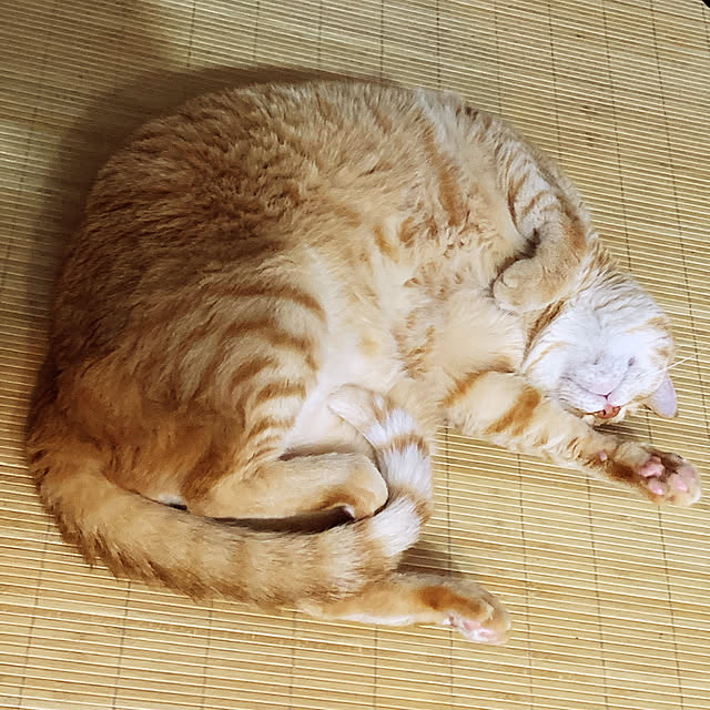 tututu0204さんの実例写真