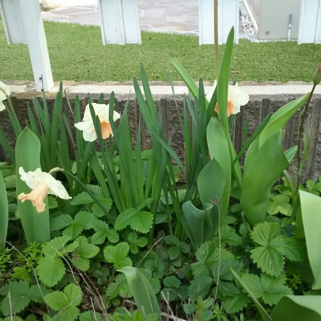 玄関/入り口/スローライフ♪/花のある暮らし/ブログやってます！/暮らしを楽しむのインテリア実例 - 2016-04-19 21:43:43