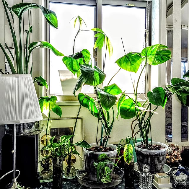 MOMOMAMAさんの実例写真