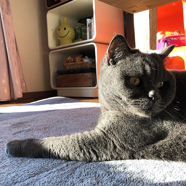 Shojiさんの実例写真