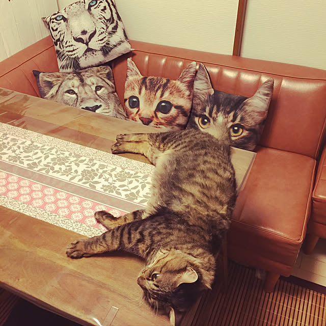 oniyomeさんの実例写真