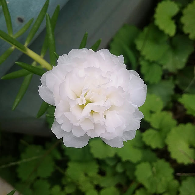 yukkoさんの実例写真