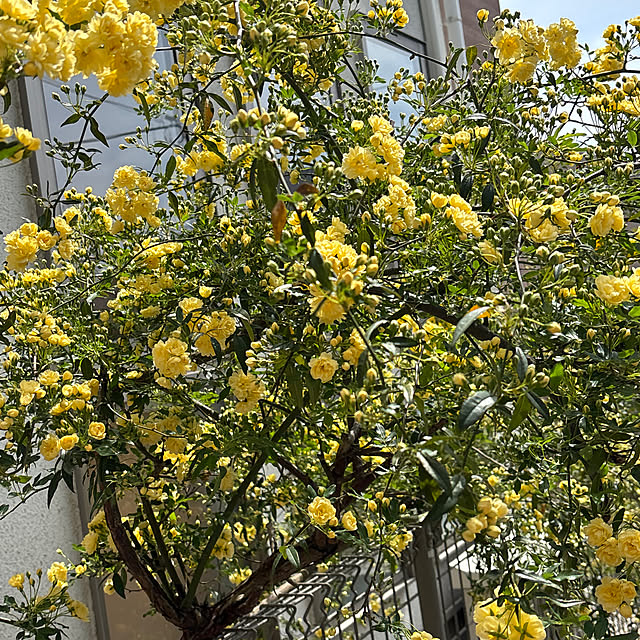 Fyuuuさんの実例写真