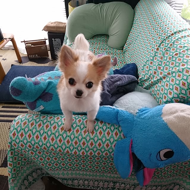 porinさんの実例写真