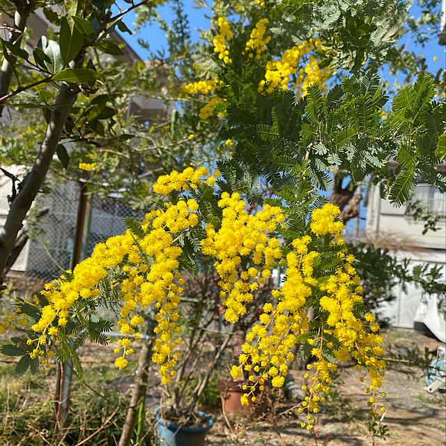 miporinさんの実例写真