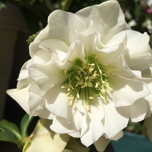 roserose555さんの実例写真