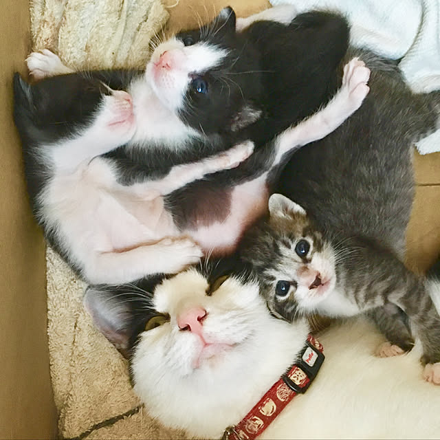 実例写真