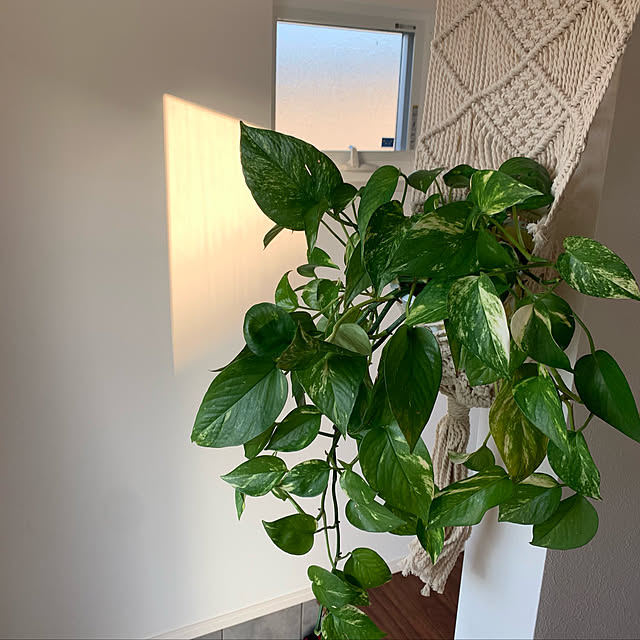リゾートに憧れる/観葉植物のある暮らし/コの字の家/シンプル/南国...などのインテリア実例 - 2022-06-02 19:50:09