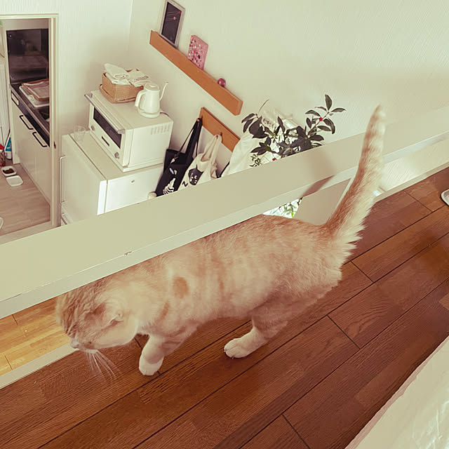 lippieさんの実例写真
