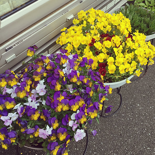 lavender.OBAAさんの実例写真