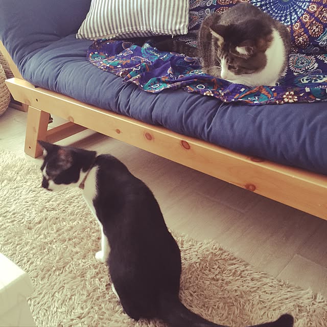 miruさんの実例写真