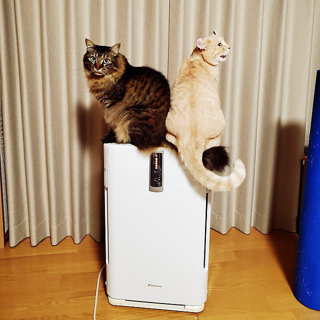 makoさんの実例写真