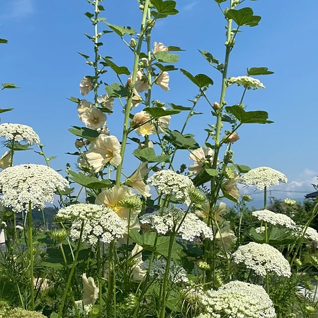 rasaerryさんの実例写真