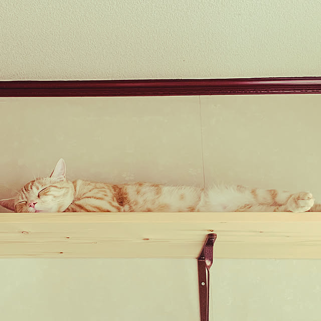 fuwafuwa0215さんの実例写真