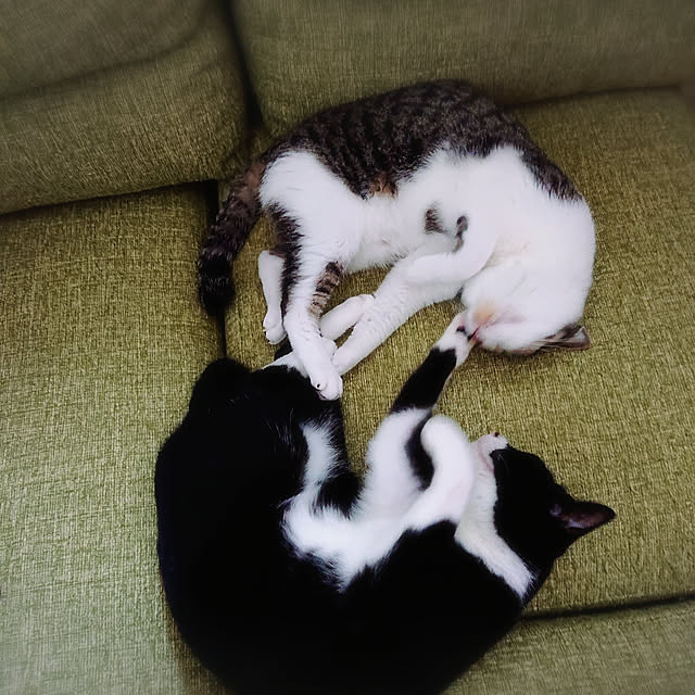 Gomaさんの実例写真