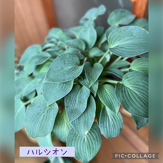buchiさんの部屋