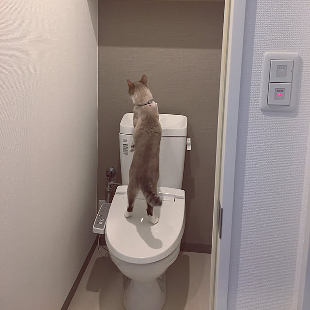 Fukafkaさんの実例写真