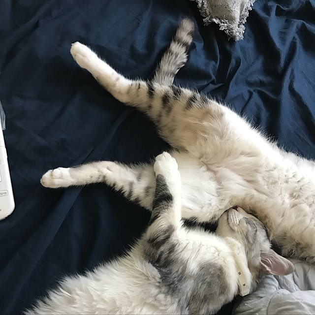 syungikuさんの実例写真
