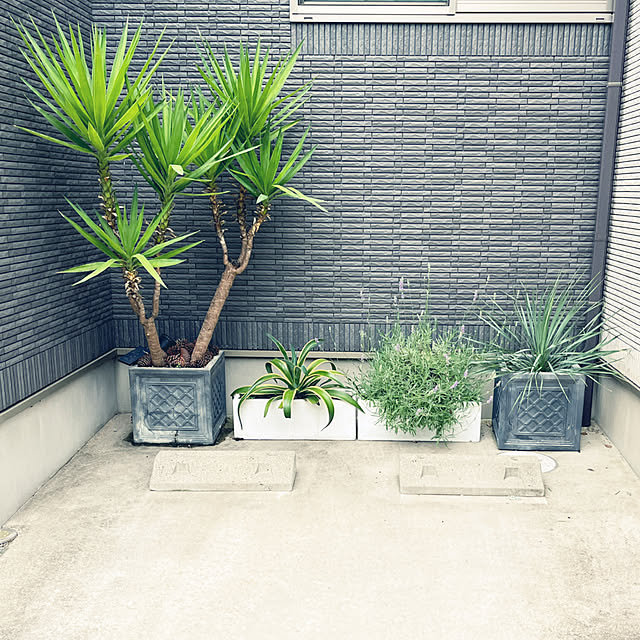 dmamaさんの実例写真