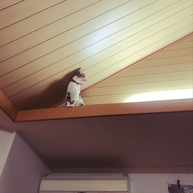 jijiさんの実例写真